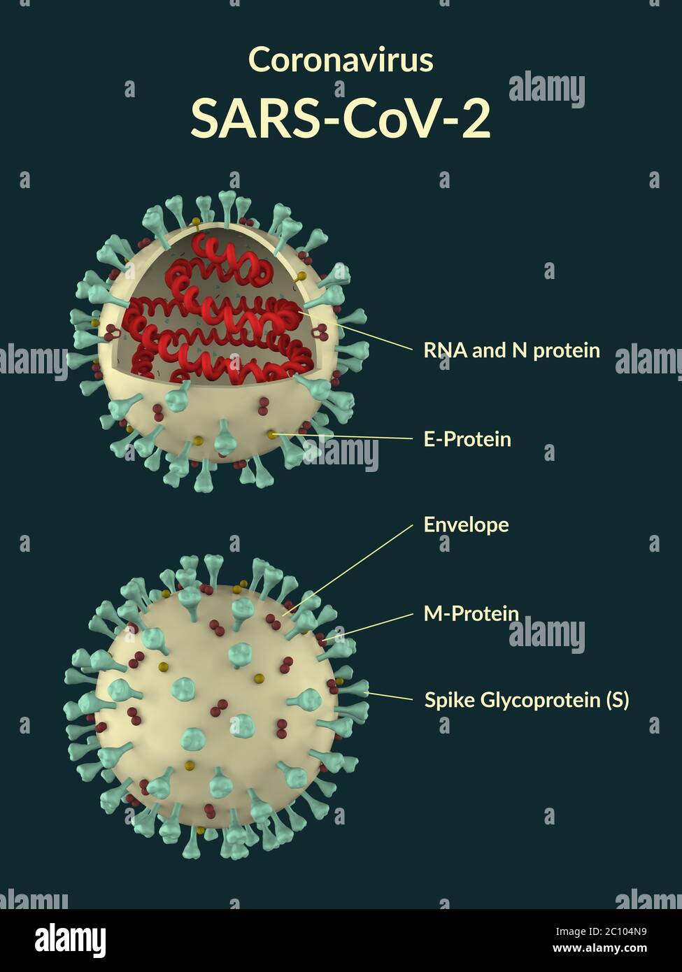 Modello in sezione trasversale di particelle di virus del coronavirus SARS-COV-2. Rendering 3D Foto Stock