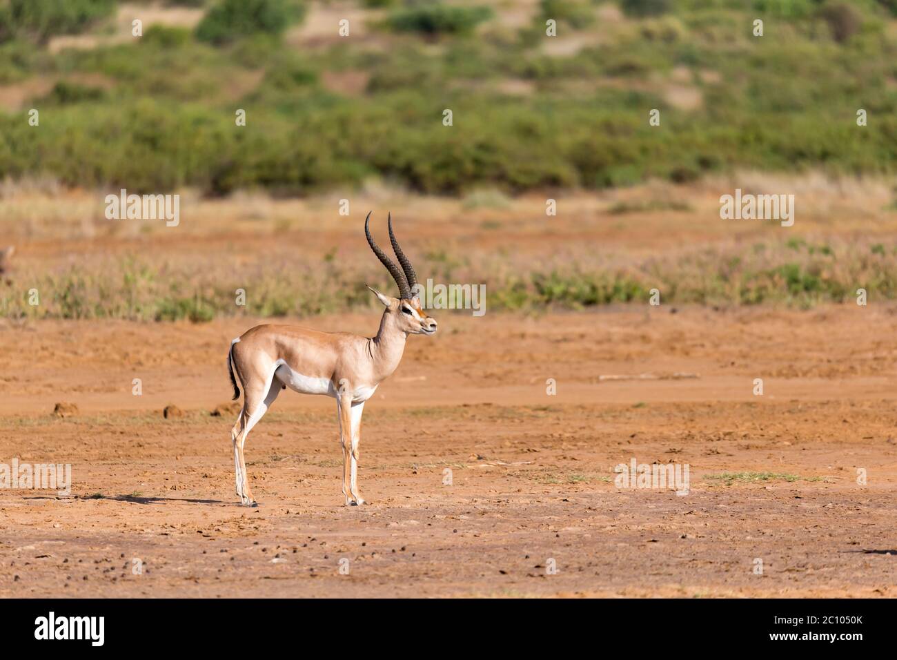 Un Grant Gazelle si trova nel mezzo del paesaggio erboso del Kenya Foto Stock