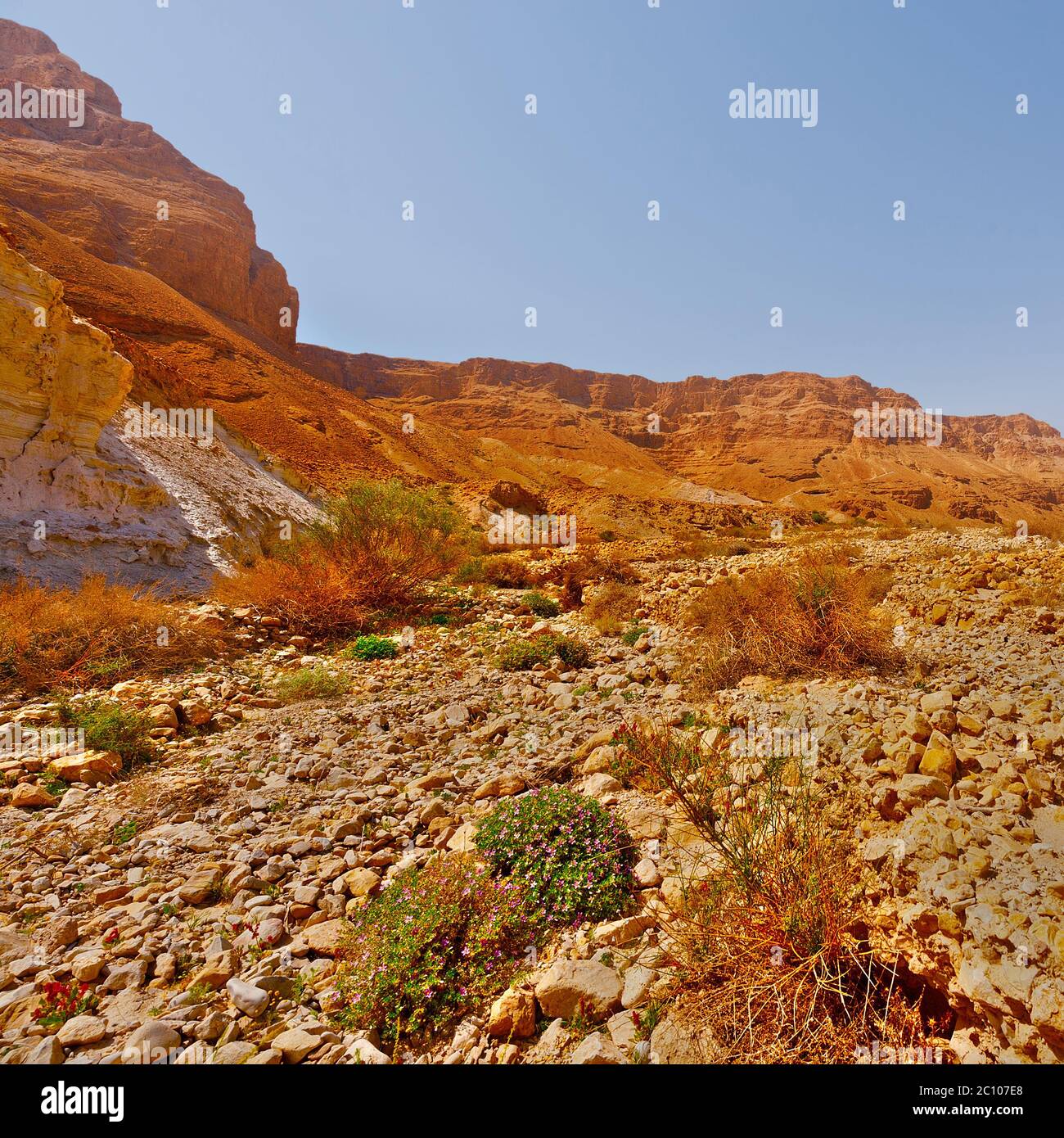 Deserto di pietre Foto Stock