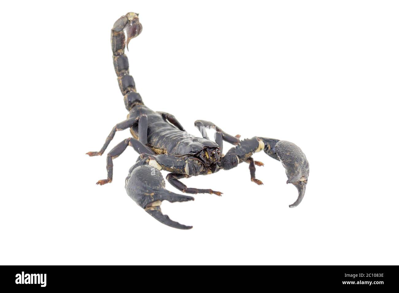 Scorpion isolati su sfondo bianco Foto Stock
