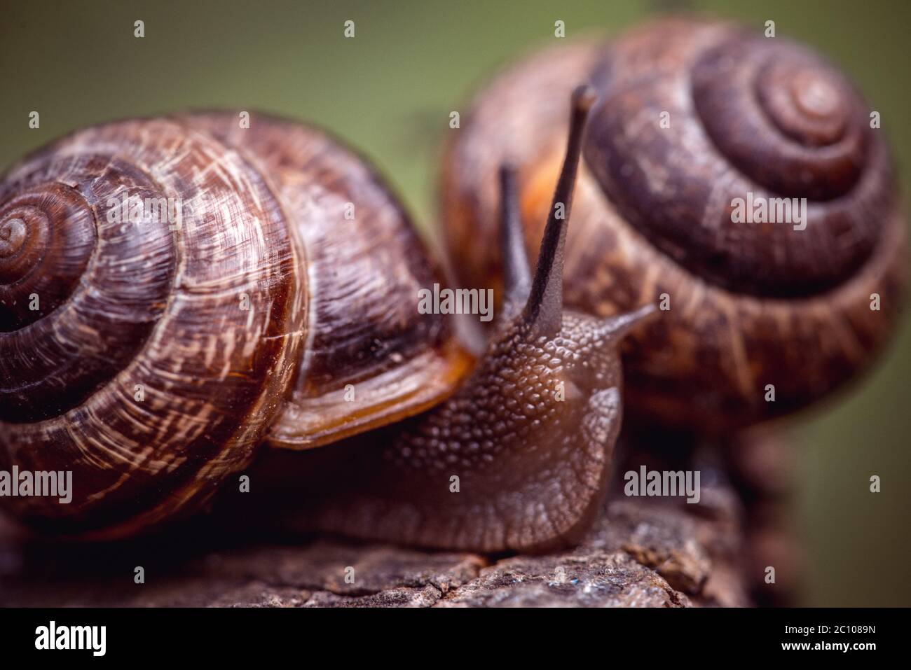 Paio di uva lumache strisciando lungo il percorso nel giardino Foto Stock