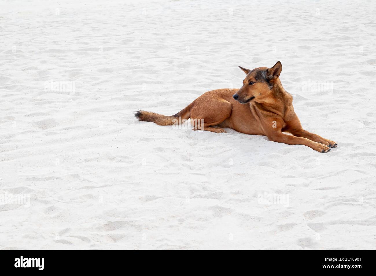 Red dog rilassante distendersi sulla spiaggia di sabbia bianca Foto Stock