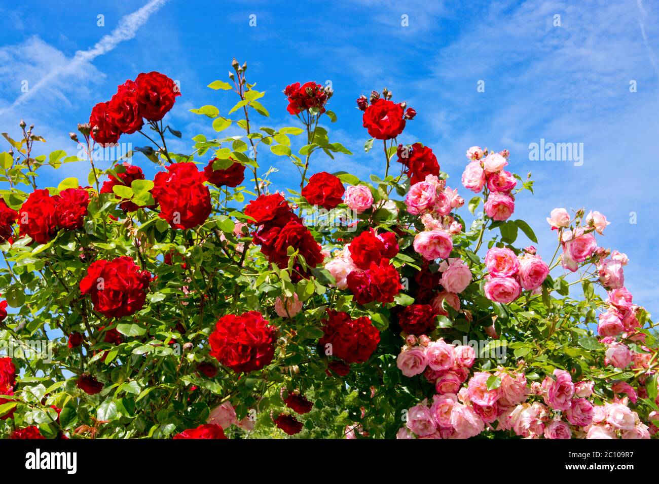 Rosso e rosa rose rampicanti. Foto Stock