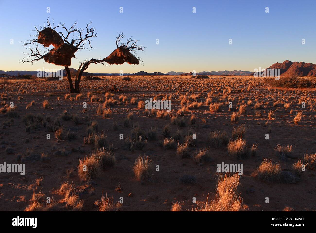 Primi raggi di sole su Sesriem nel deserto del Namibia. Incredibili nidi di comunità costruiti da tessitori socievoli (P. Socius) appendono da un albero asciutto. Foto Stock