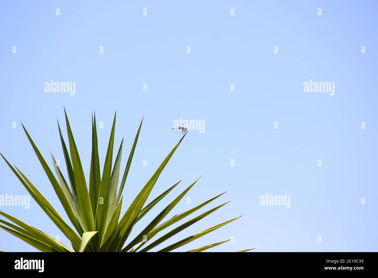 Dragonfly Red Basker sulla punta delle foglie (Urothemis assignata) Foto Stock