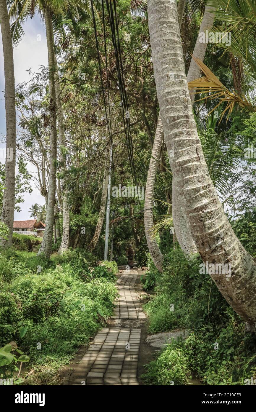 Strada del villaggio tra campi di riso con palme sull'isola di Bali Foto Stock