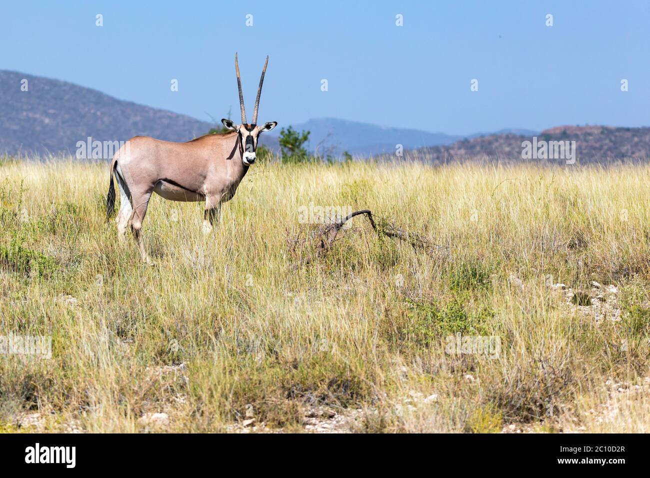 Un antilope nel mezzo della savana del Kenya Foto Stock