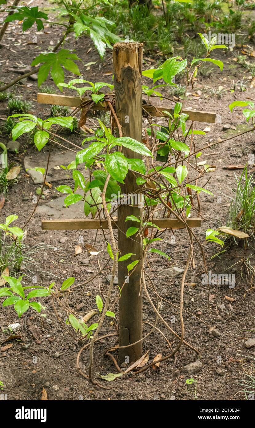 Stabilimento di Kadsura japonica. Pianta sempreverde lucida, verde scuro fogliame diventa rosso e viola in autunno. Kadsura japonica è un arrampicatore sempreverde che cresce a. Foto Stock