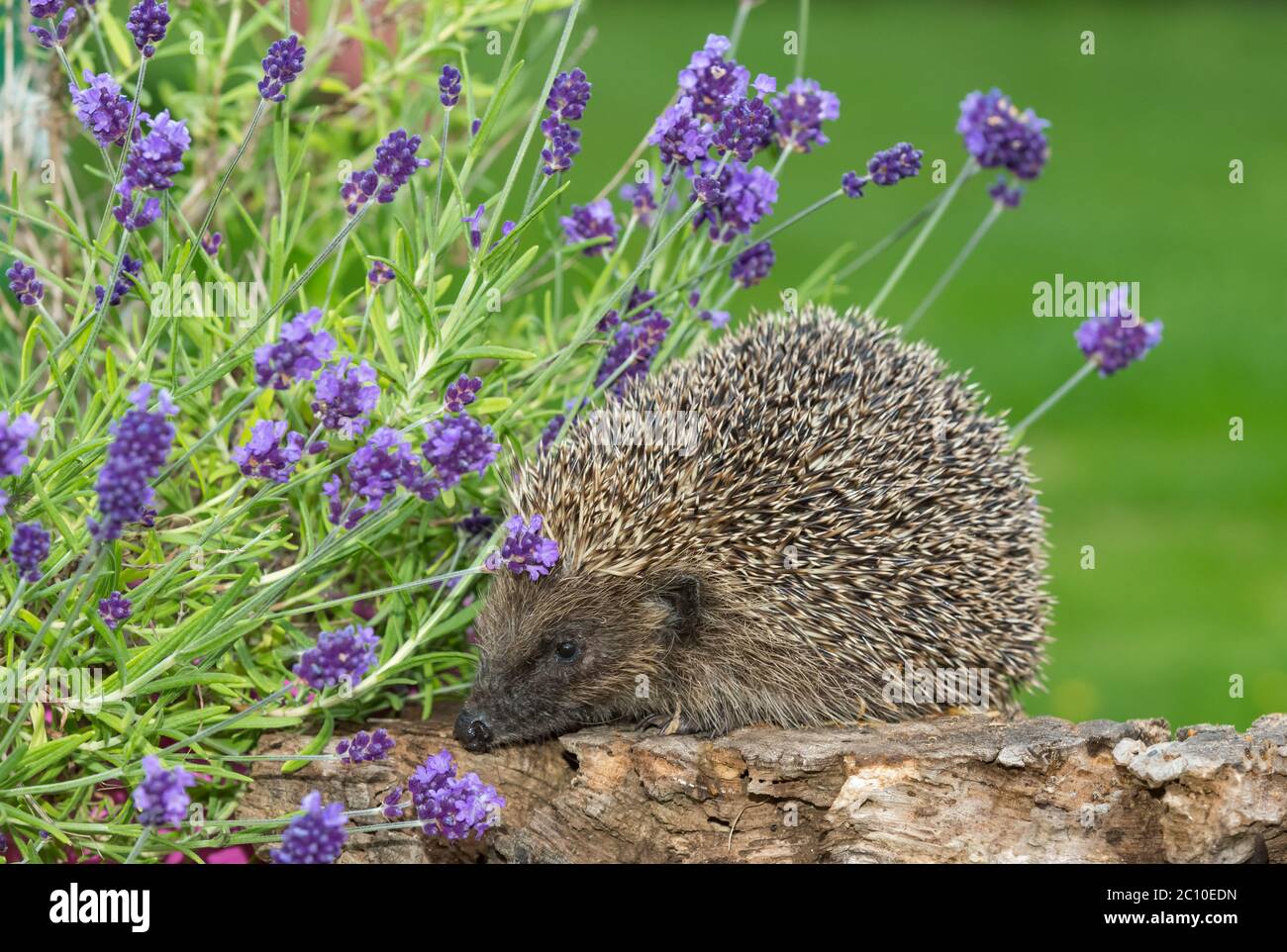 Hedgehog, (nome scientifico: Erinaceus Europaeus) riccio selvatico, nativo, europeo in habitat naturale del giardino con lavanda fiorente viola. Rivolto a sinistra Foto Stock