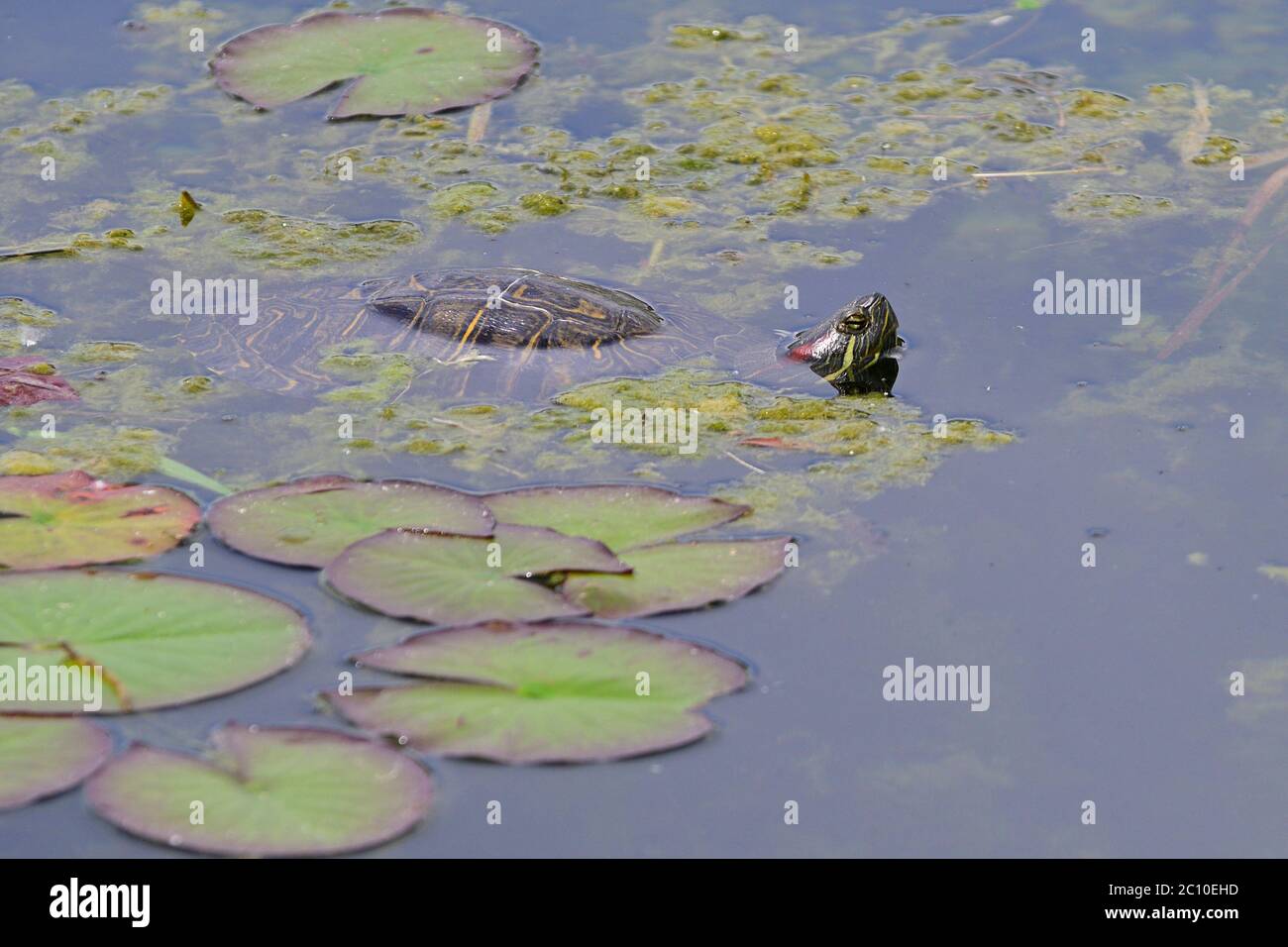 Vienna, Austria. Parco acquatico Floridsdorfer a Vienna. Tartaruga di gioielli rossa-imbroglata ( Trachemys scripta elegans ). Foto Stock