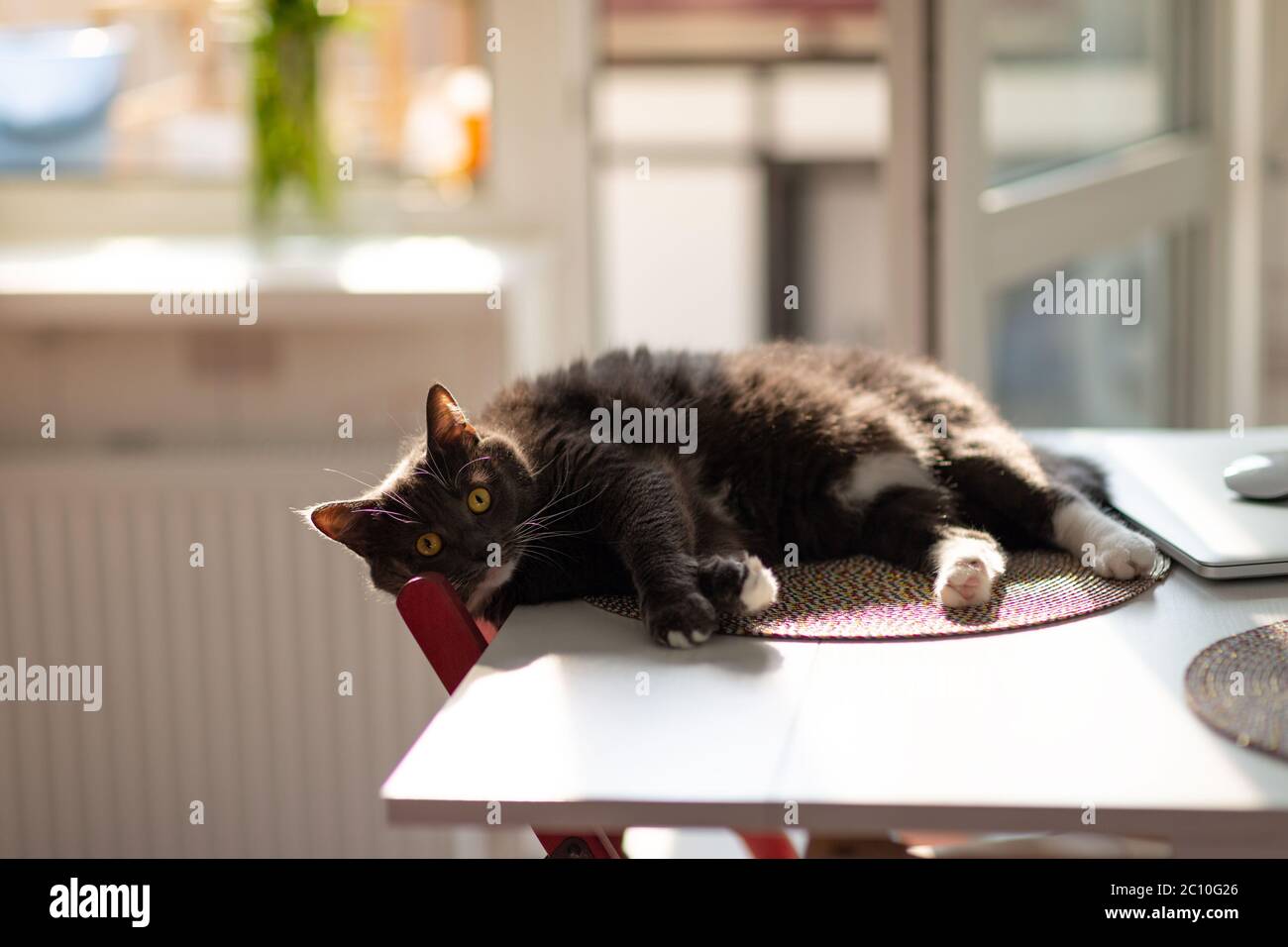 Gatto nero soffiato e sonnolento con occhi sorpresi che riposano sul tavolo da cucina fino a quando i proprietari non vedono. Permissiveness agli animali domestici amati Foto Stock