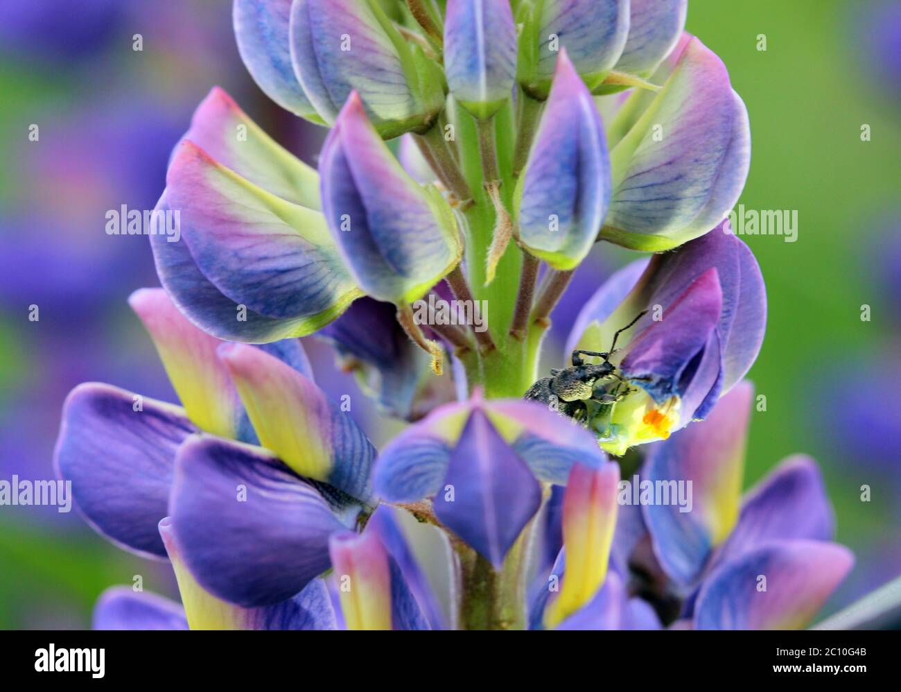 weevil sta mangiando petalo di lupino blu del fiore Foto Stock