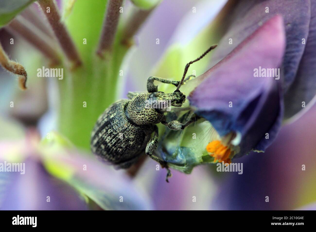 weevil sta mangiando petalo di lupino blu del fiore Foto Stock