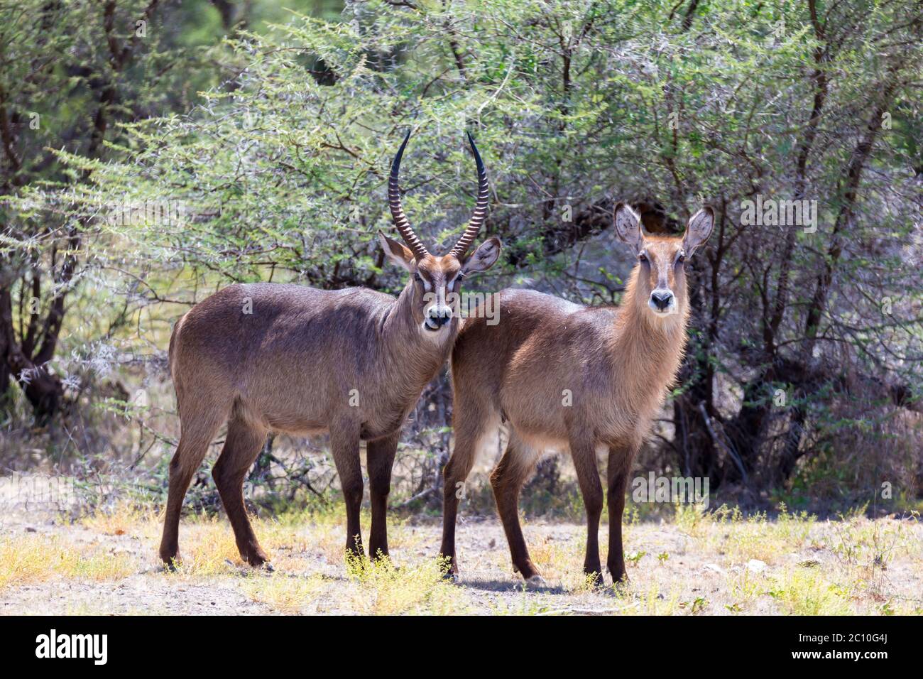 Un antilope nel mezzo della savana del Kenya Foto Stock