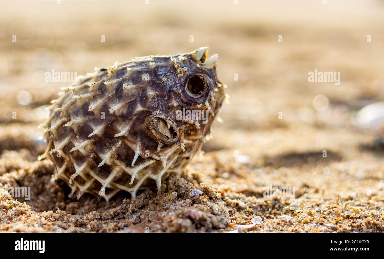 Dead Puffer Fish si è lavato sulla spiaggia. Lungo-spina dorsale Porcupinefish anche conosciuto come baloon spiny - Diodon holocanthus sulla spiaggia di sabbia. Foto Stock