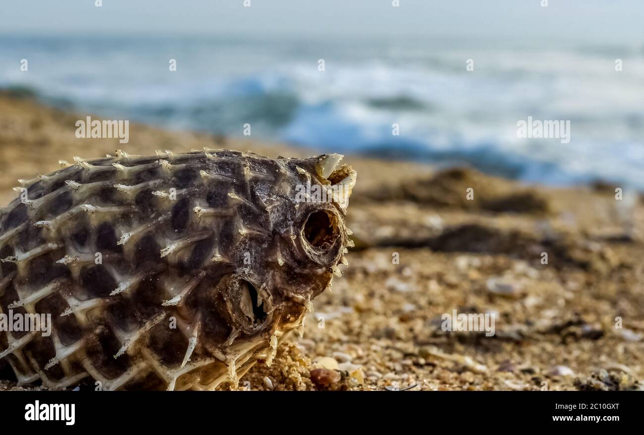 Dead Puffer Fish si è lavato sulla spiaggia. Lungo-spina dorsale Porcupinefish anche conosciuto come baloon spiny - Diodon holocanthus sulla spiaggia di sabbia. Foto Stock