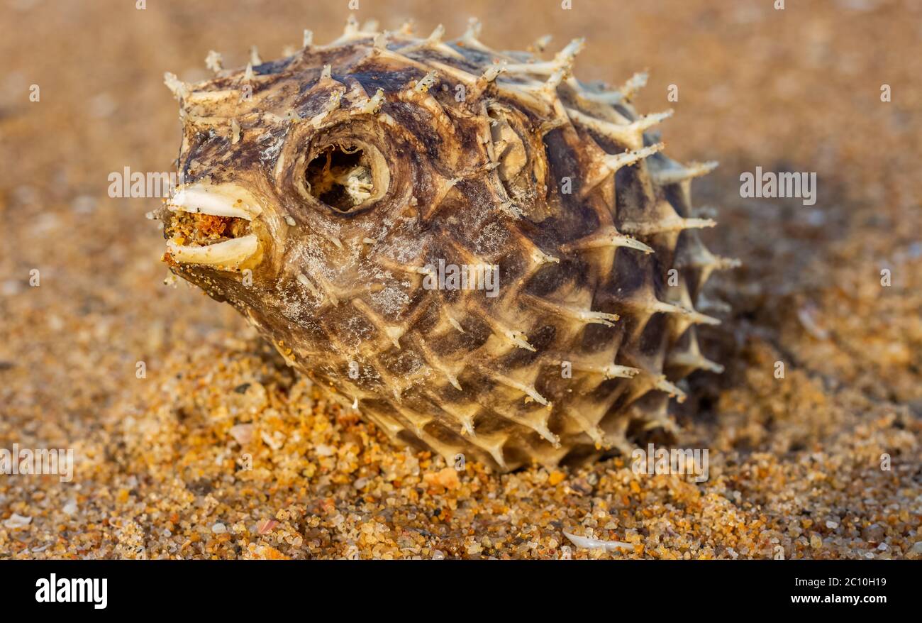 Dead Puffer Fish si è lavato sulla spiaggia. Lungo-spina dorsale Porcupinefish anche conosciuto come baloon spiny - Diodon holocanthus sulla spiaggia di sabbia. Foto Stock