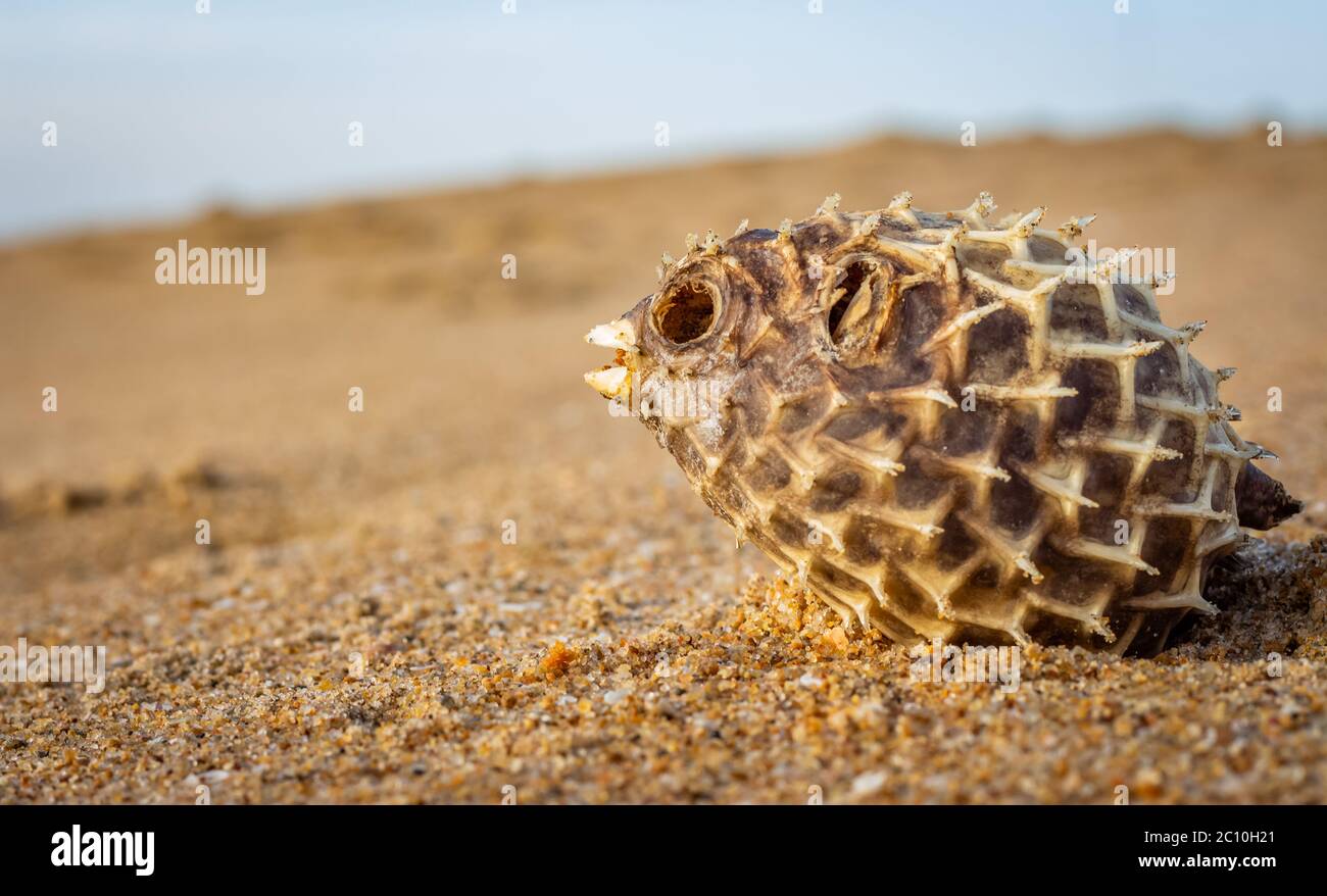 Dead Puffer Fish si è lavato sulla spiaggia. Lungo-spina dorsale Porcupinefish anche conosciuto come baloon spiny - Diodon holocanthus sulla spiaggia di sabbia. Foto Stock