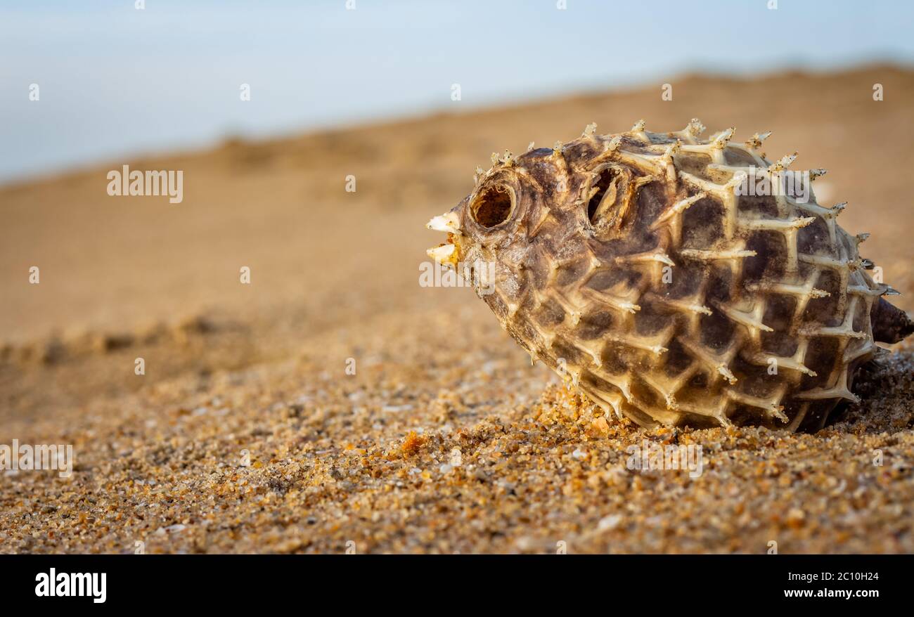 Dead Puffer Fish si è lavato sulla spiaggia. Lungo-spina dorsale Porcupinefish anche conosciuto come baloon spiny - Diodon holocanthus sulla spiaggia di sabbia. Foto Stock