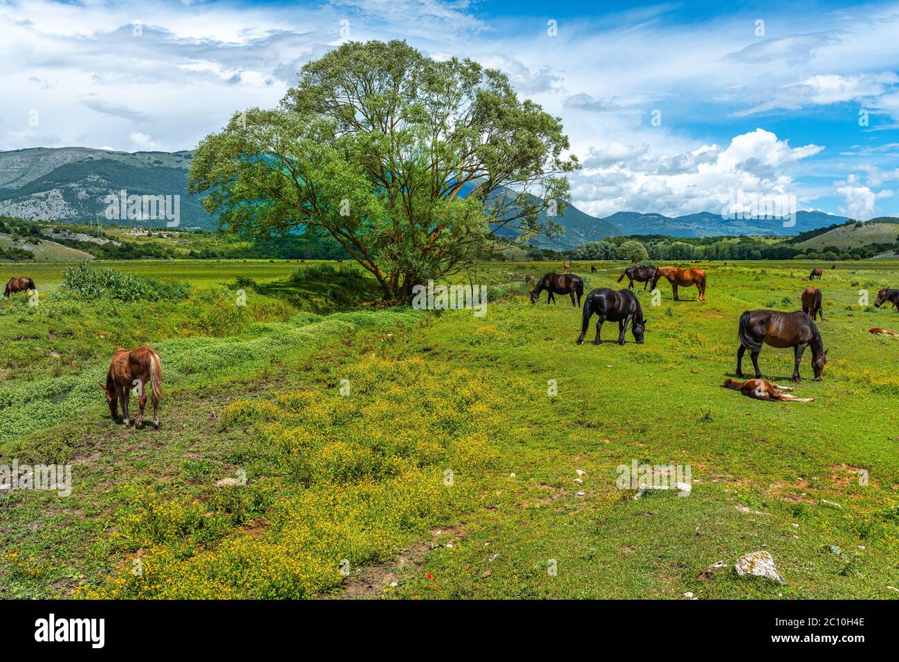 Cavalli selvaggi al pascolo nella torba di Montenero. Montenero Valcocchiara, Molise, Italia, Europa Foto Stock