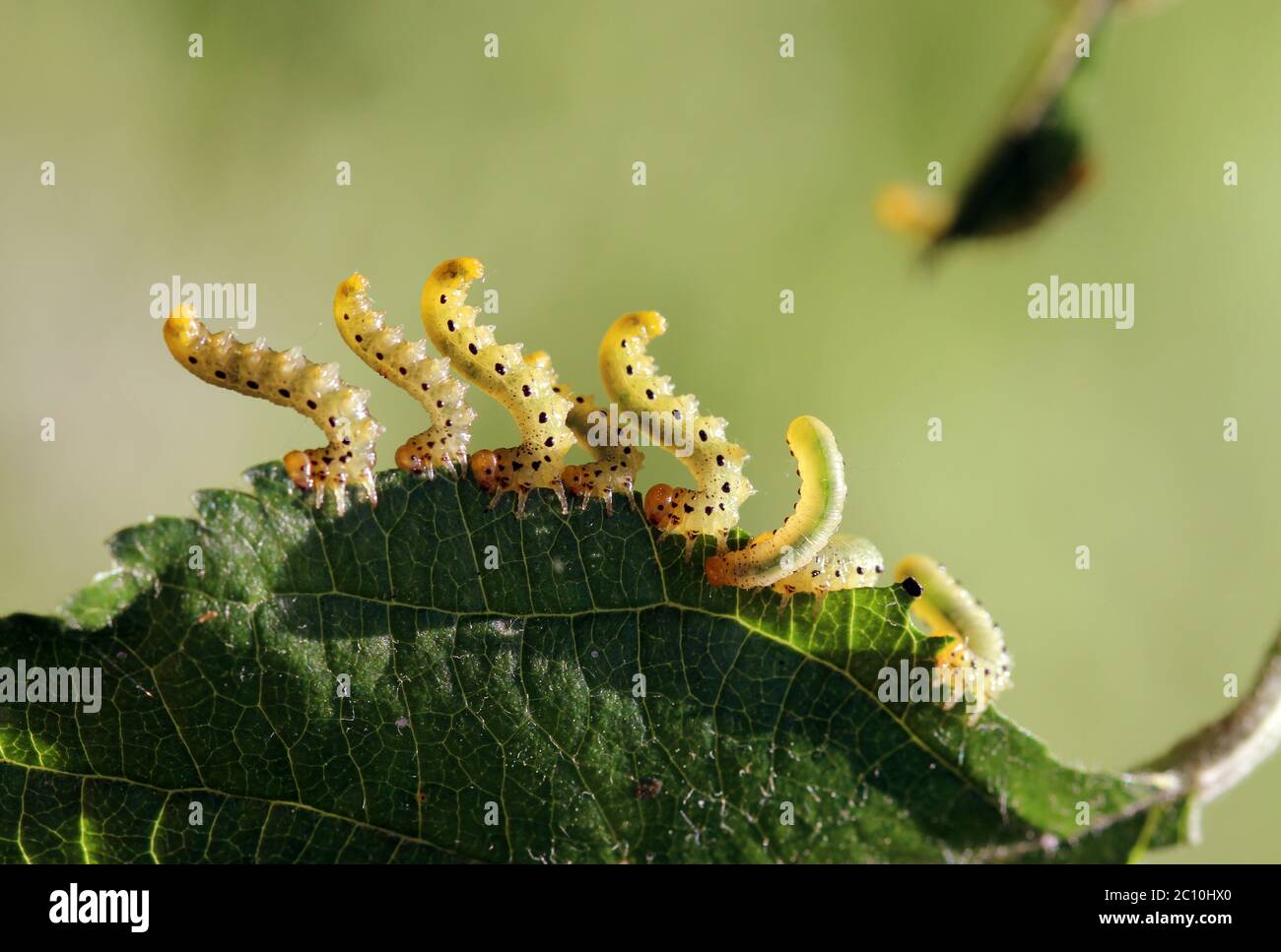 Pest di seta di caterpillar Hyponomeuta malinella Foto Stock