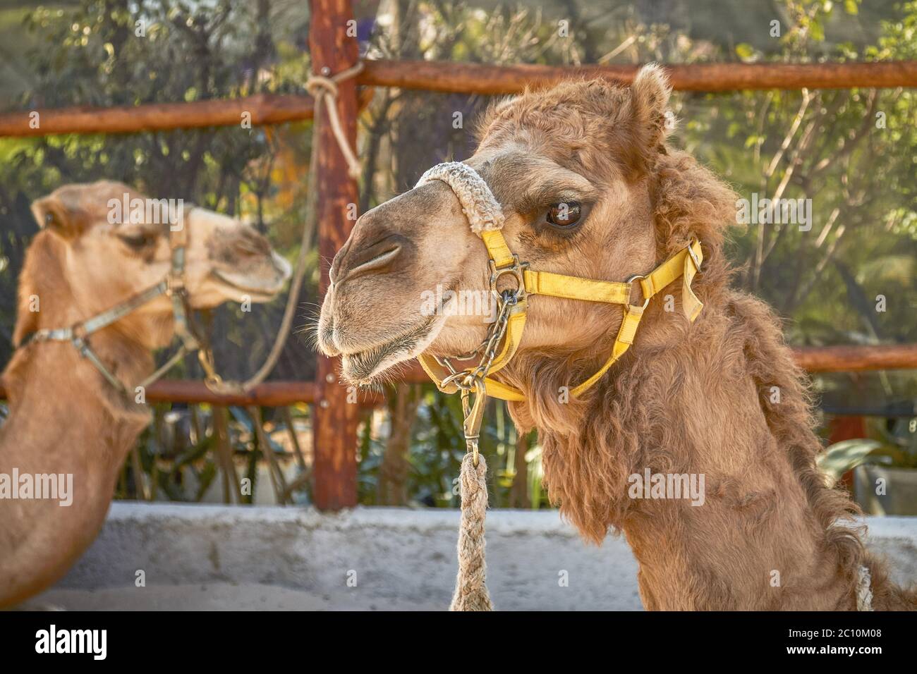 Due cammelli sorridente in Cozumel Messico Foto Stock