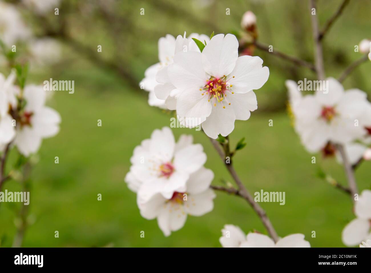 Particolare di prunus dulcis fiori in fiore Foto Stock