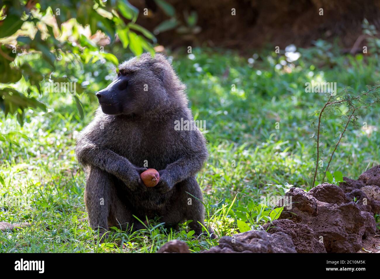 Un babbuino ha trovato un frutto e degli stuzzichini su di esso Foto Stock