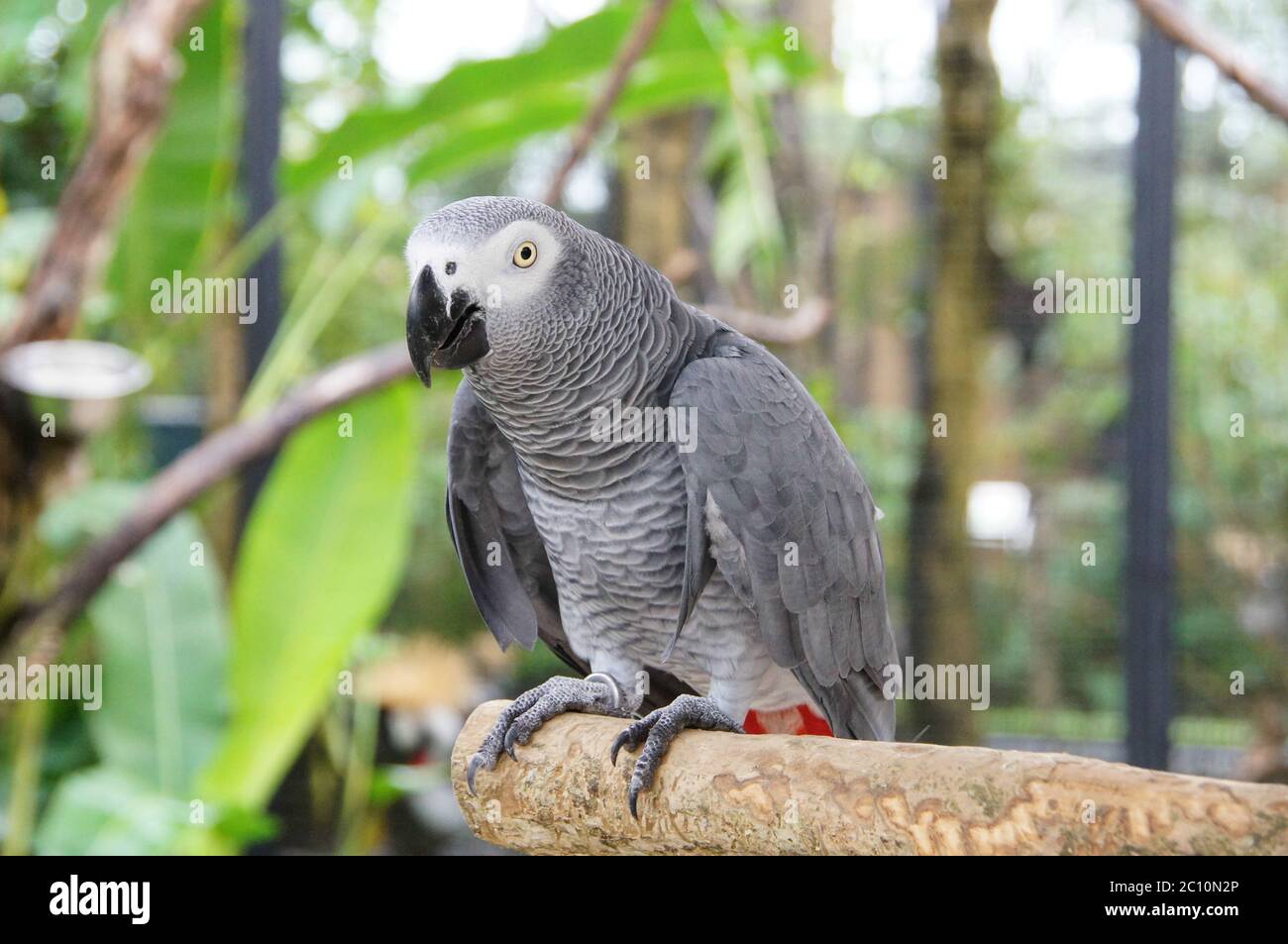 Uccelli, animali. Primo piano Ritratto di pappagallo grigio africano Psittacus Erithacus o JAKO. Viaggio in Thailandia, Asia. Turismo. Foto Stock