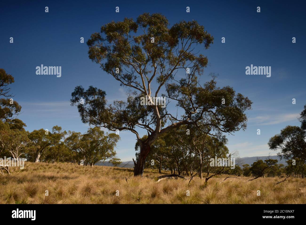 Paesaggio con alberi, nuovo Galles del Sud, Australia Foto Stock