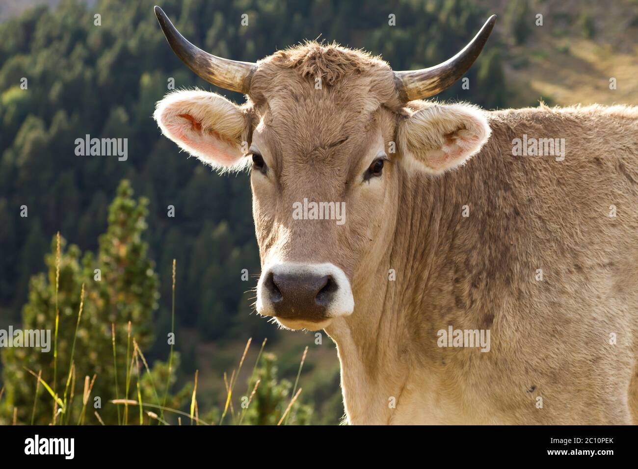 Allevamento di bovini in montagna Foto Stock