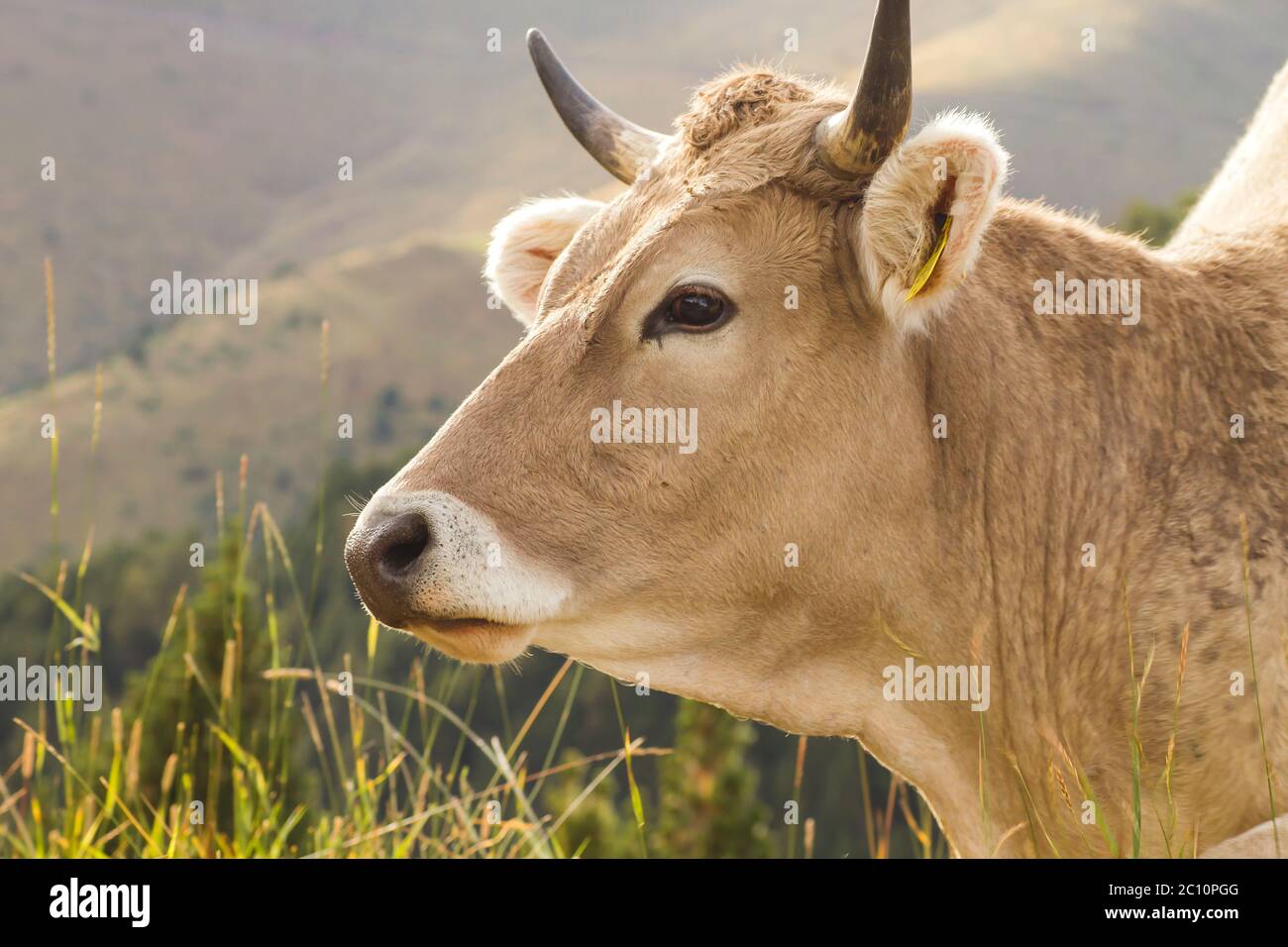 Allevamento di bovini in montagna Foto Stock