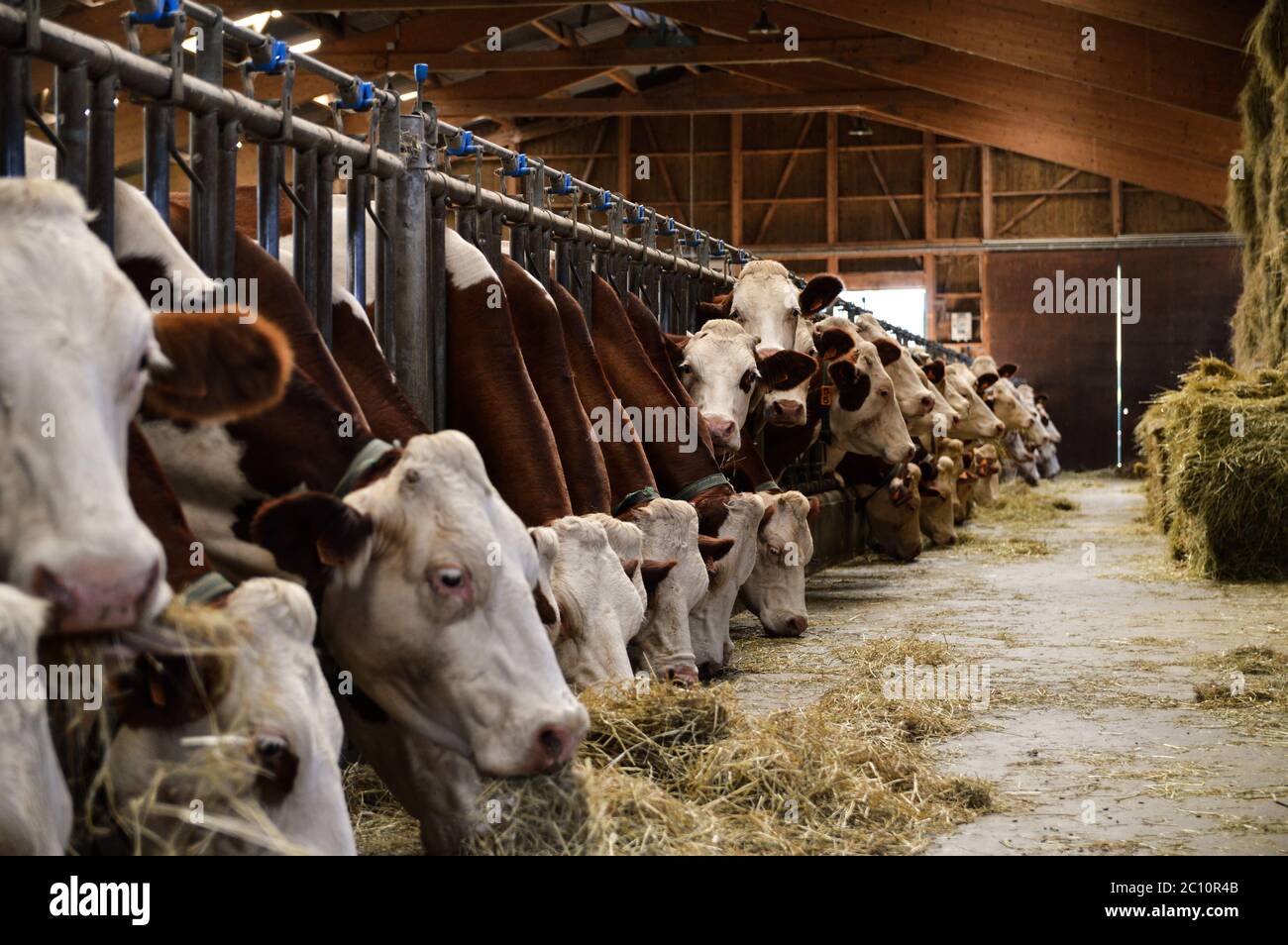 Vacche da latte nelle stalle, che mangiano fieno. Per la produzione di prodotti lattiero-caseari. Foto Stock