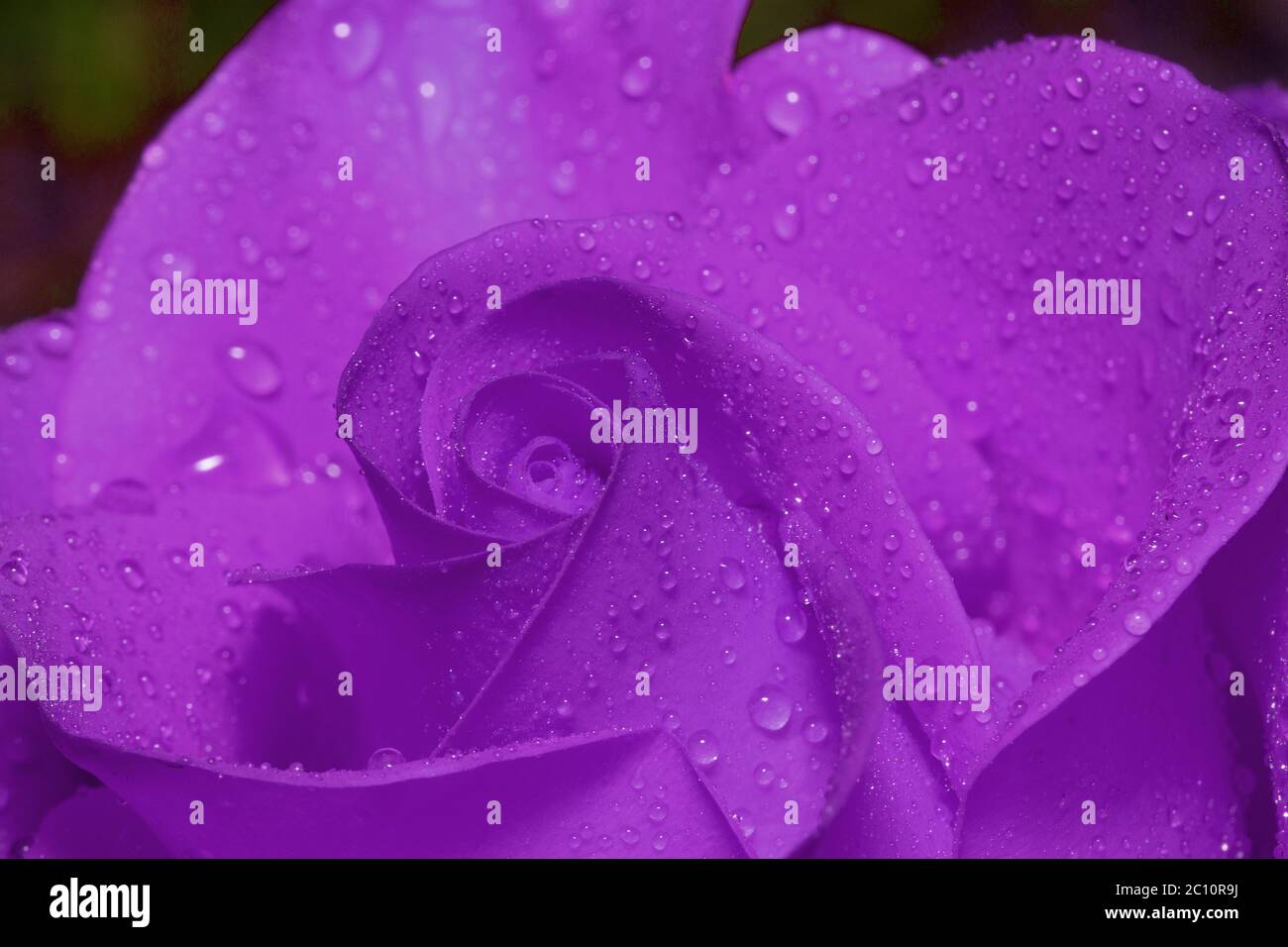 Spazio interno rosa ultravioletta con gocce di pioggia estiva. Primo piano. Vivere la natura. Foto Stock