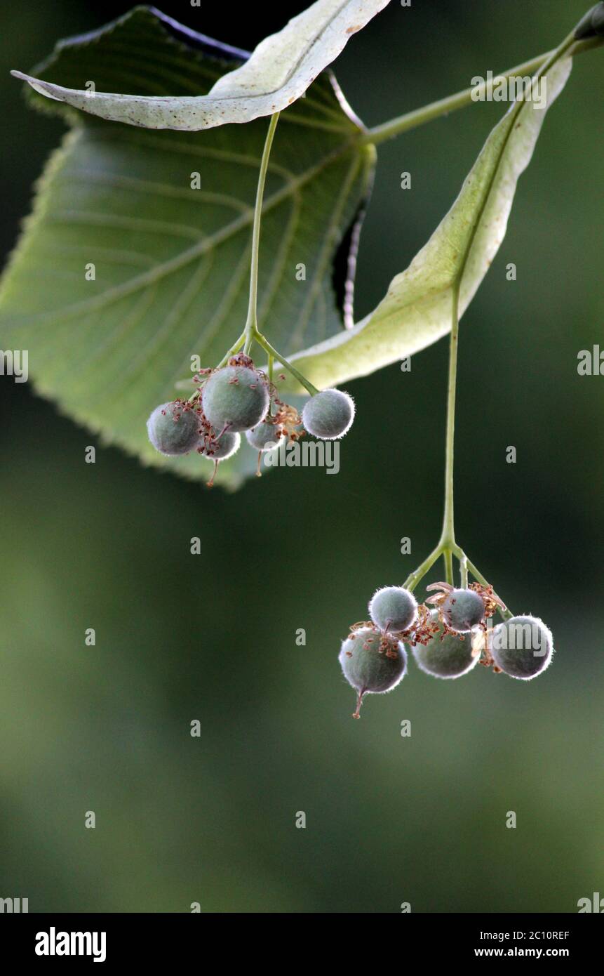 Blooming linden, lime tree in sfere in forma di perle Foto Stock