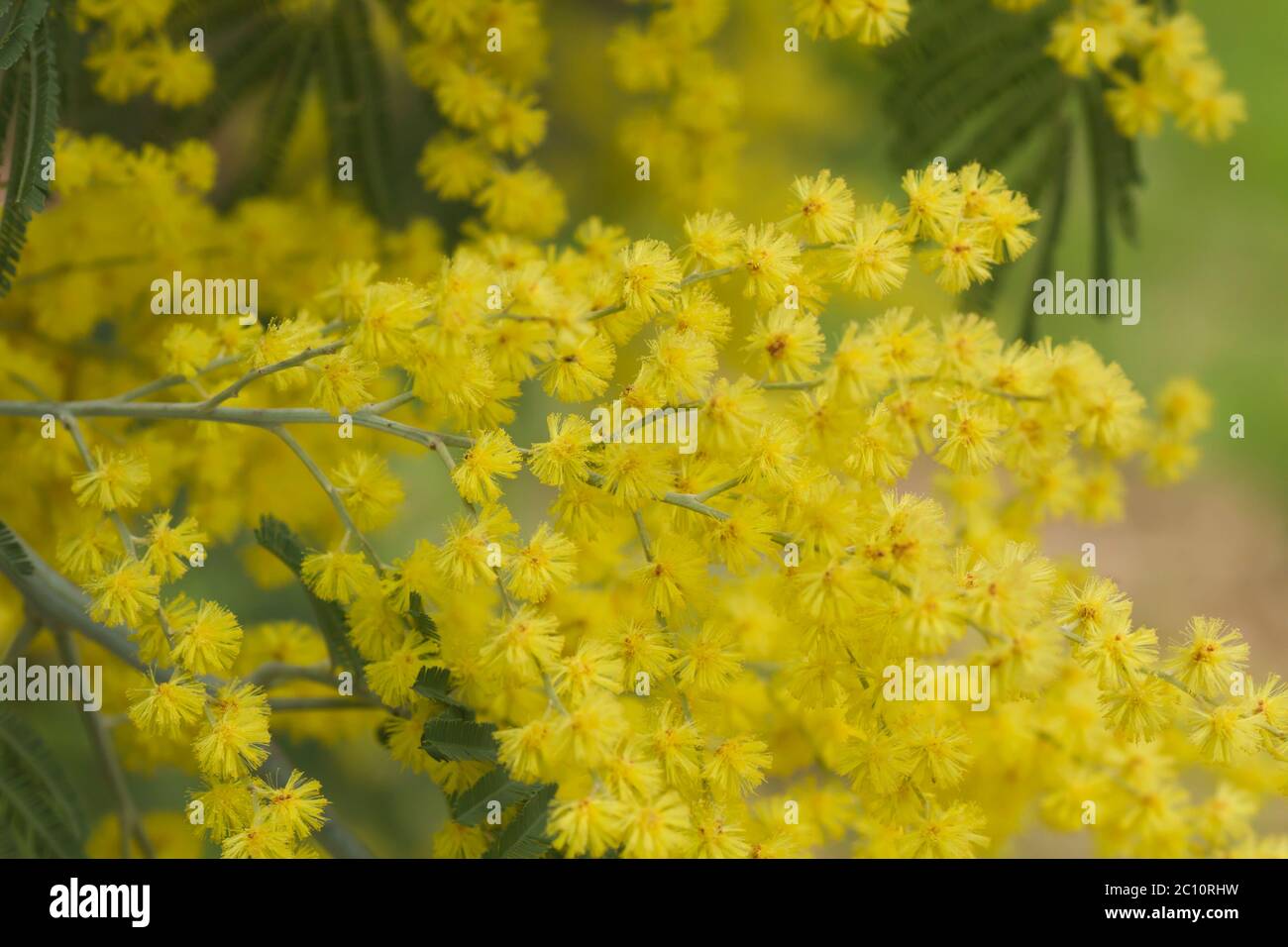 Gattonino d'argento fiori gialli in fiore Foto Stock