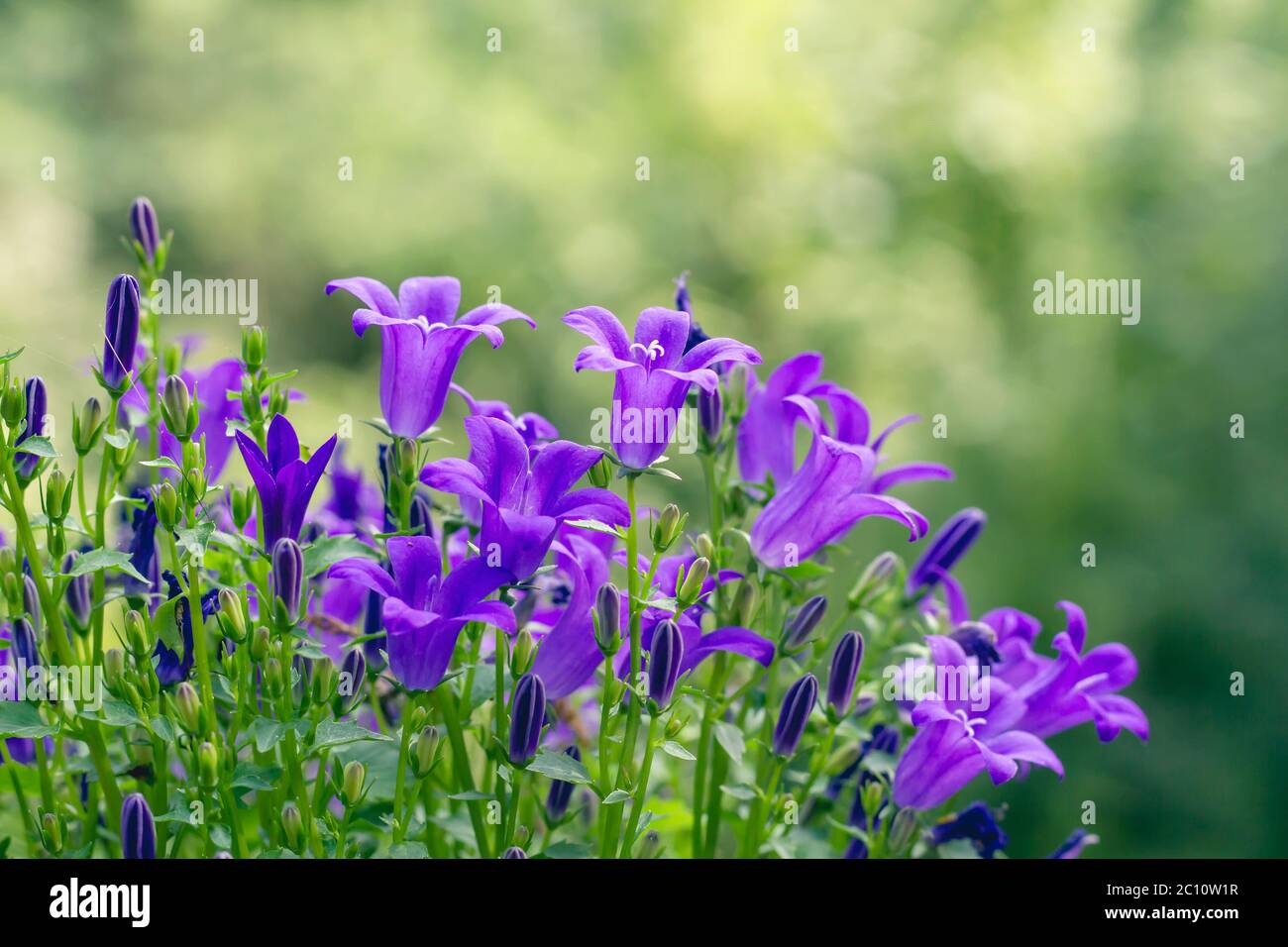 Campanule fiori viola fioriscono in primavera Foto Stock