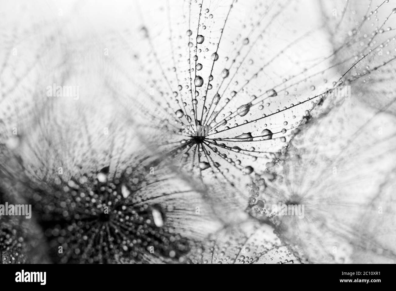 Abstract foto macro di tarassaco semi con gocce d'acqua Foto Stock