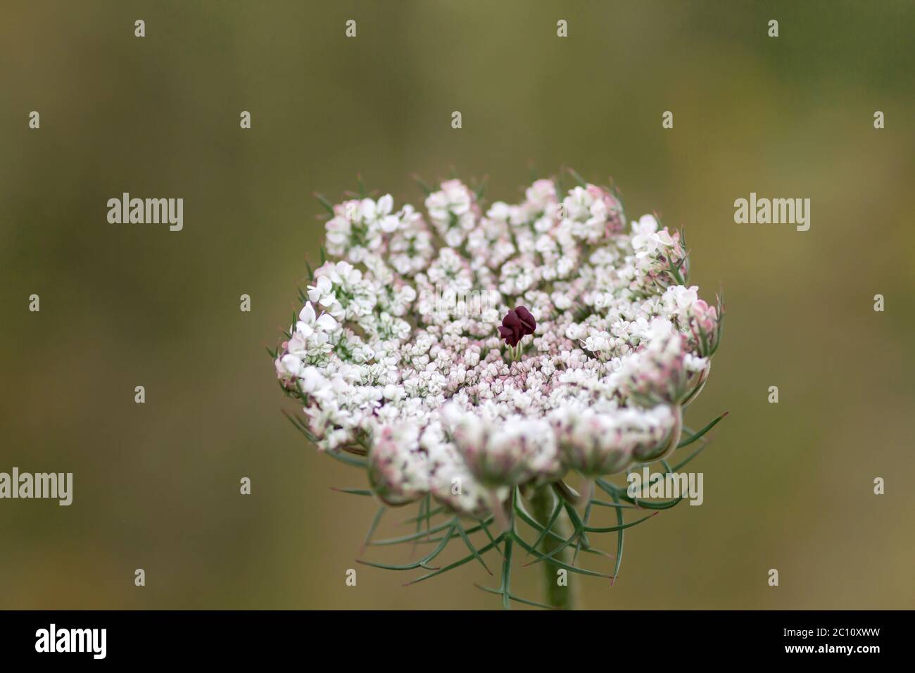 Selvaggio fiore di carota Foto Stock