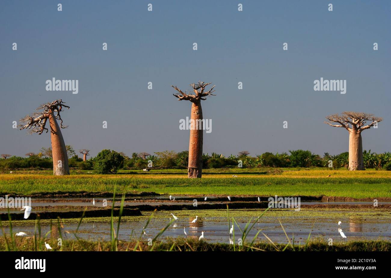Le zone umide e i baobab Foto Stock