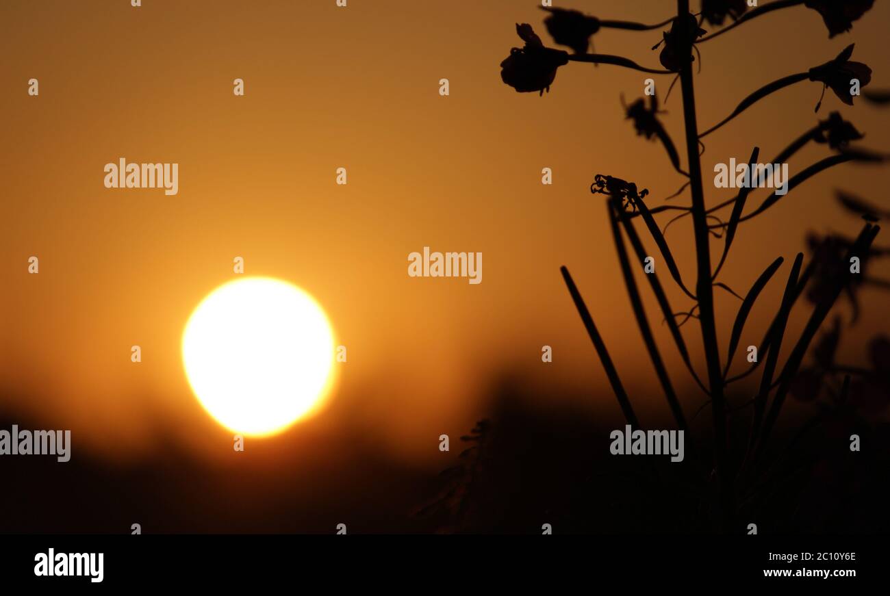 cespugli di foglie strette al tramonto sole estivo Foto Stock