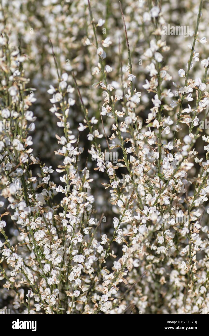 Retama fiori bianchi Foto Stock
