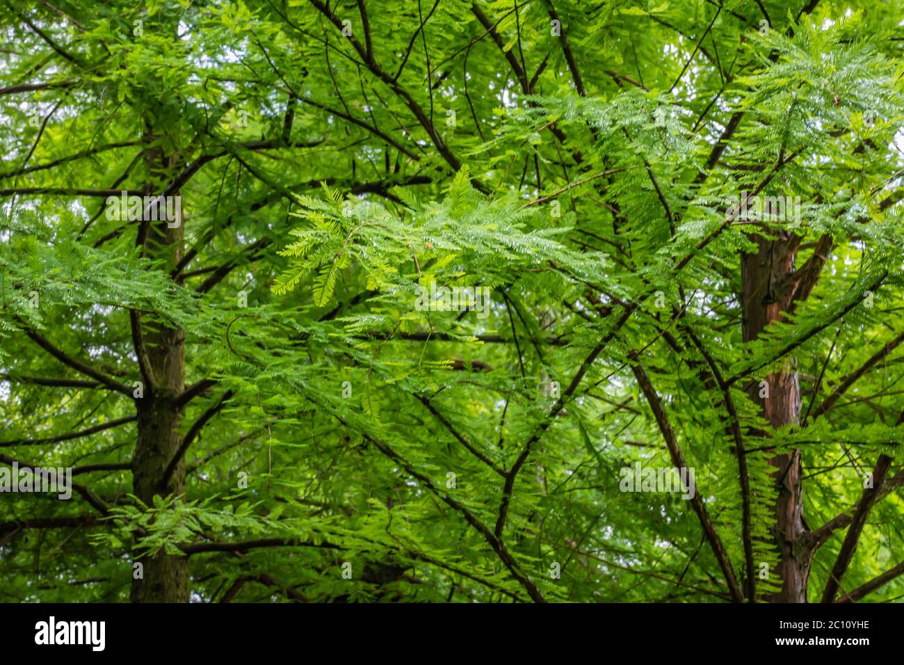 Taxodium distichum (cipresso calvo): È una conifere decidua della famiglia Cupressaceae Foto Stock
