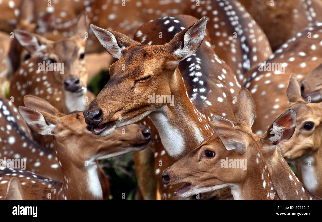 Mandria di cervi puntati o di cervo, cervo, cervo di asse. Bellissimo gruppo di cervi avvistati in un parco zoo con macchie bianche su pelliccia dorata-marrone.Kerala Foto Stock