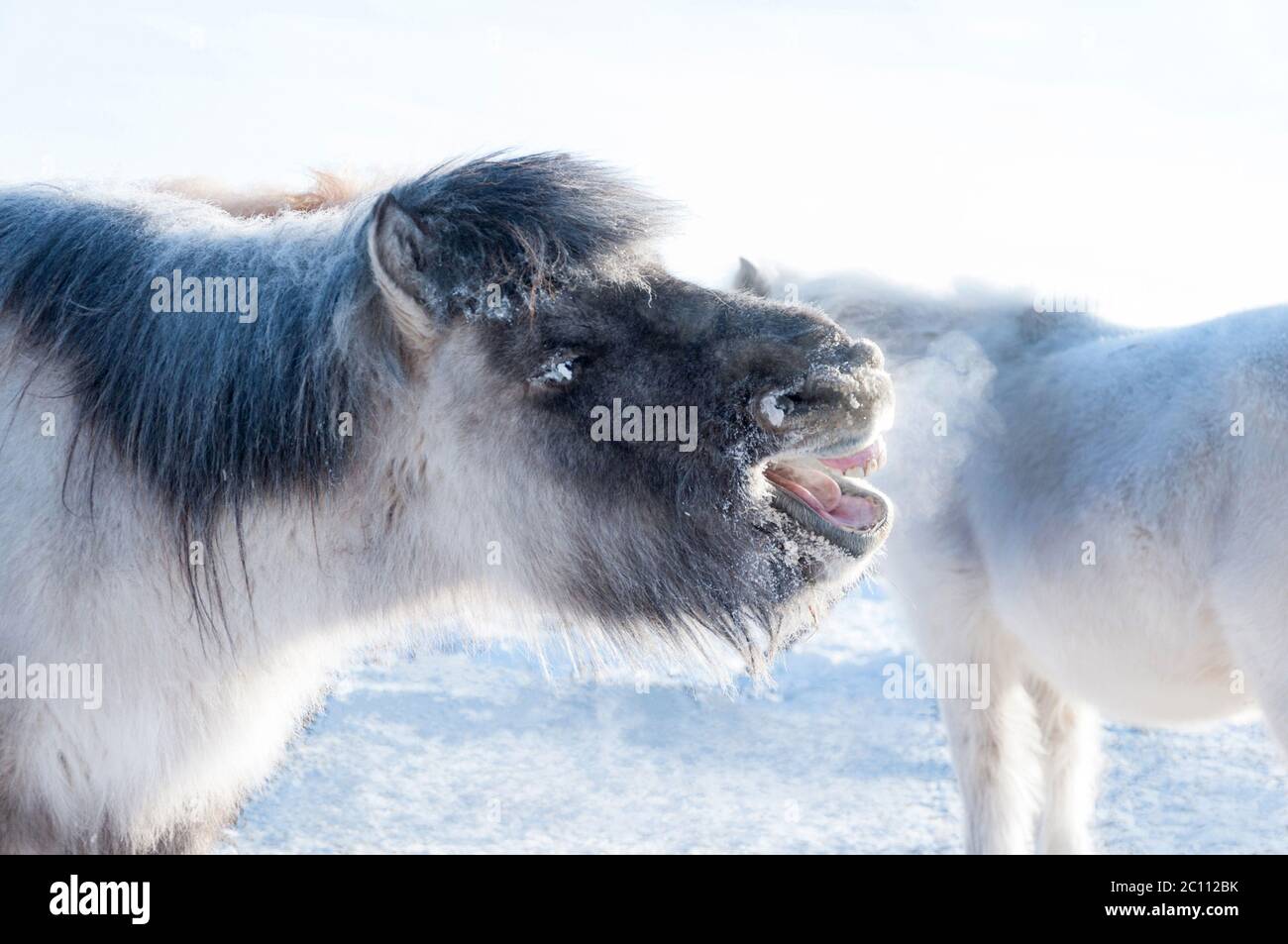 Divertente cavallo yakutiano che respira durante la fredda giornata invernale nel villaggio di Oymyakon. Razza di cavalli originaria della Repubblica Sakha Siberiana Foto Stock