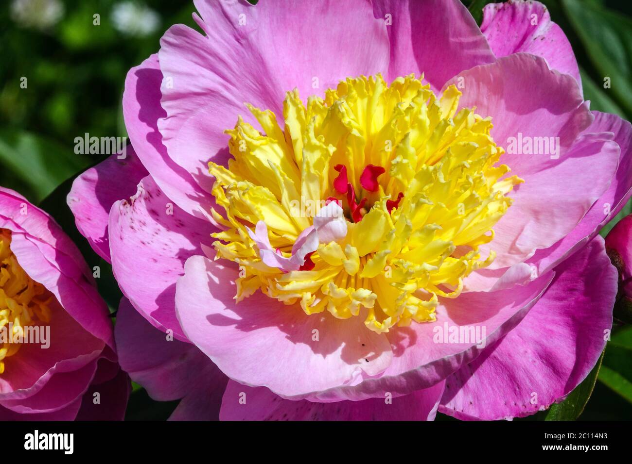 Gleam peony di fiori viola chiaro Paeonia lactiflora Foto Stock