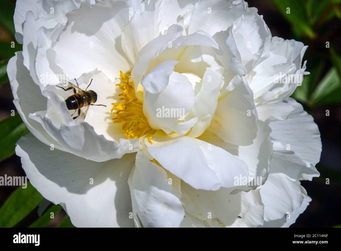 Bel fiore dettaglio Bianco Peonia Marshmallow Puff ape su fiore Foto Stock