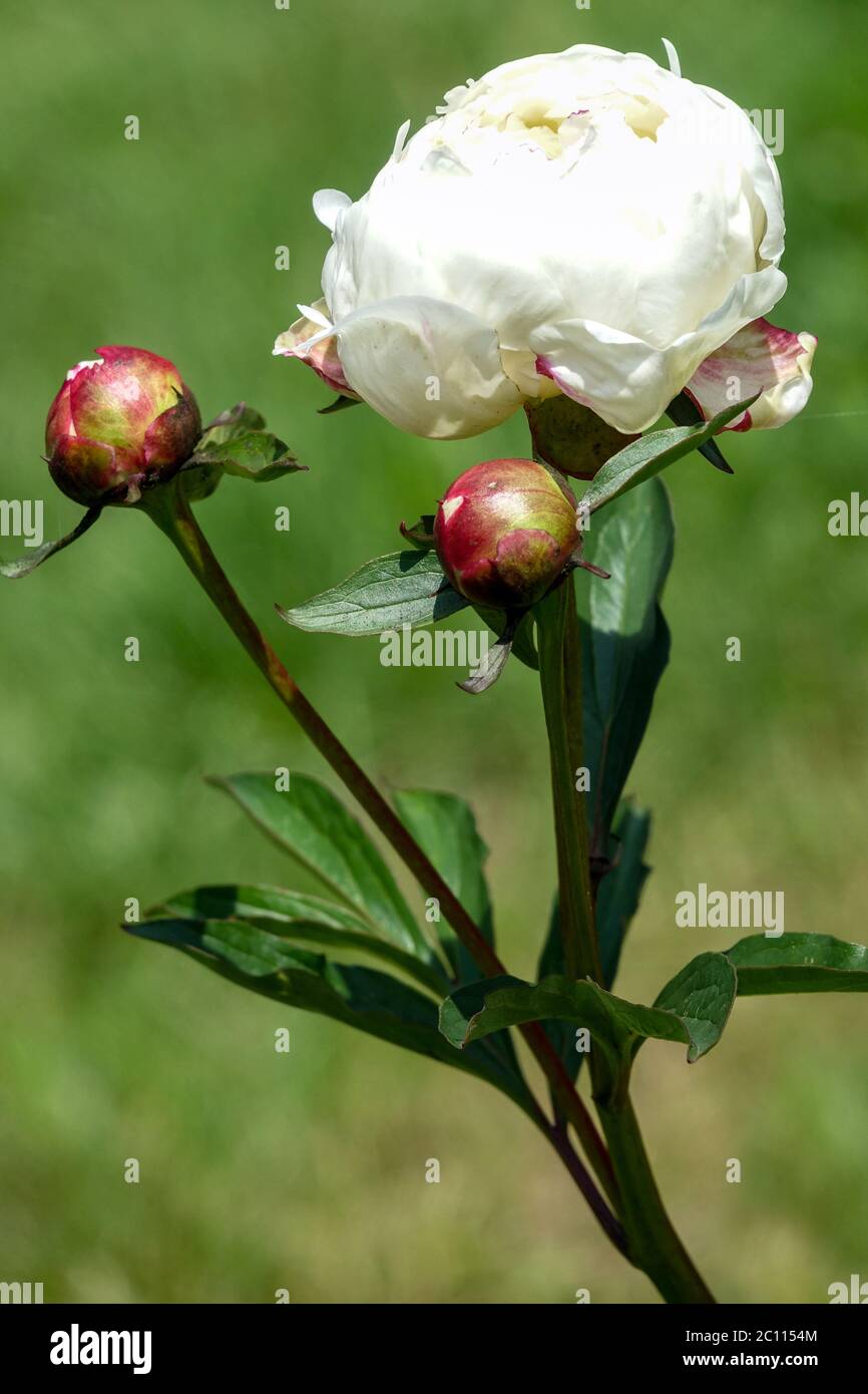 Germogli di Peony 'Boule de Neige' bianchi, gambo fiore di peonia bianco su sfondo verde Foto Stock