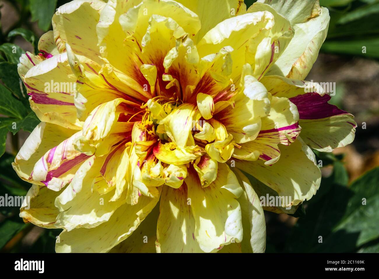 Peony 'Lollipop' intersezionale Itoh Peony Paeonia Foto Stock