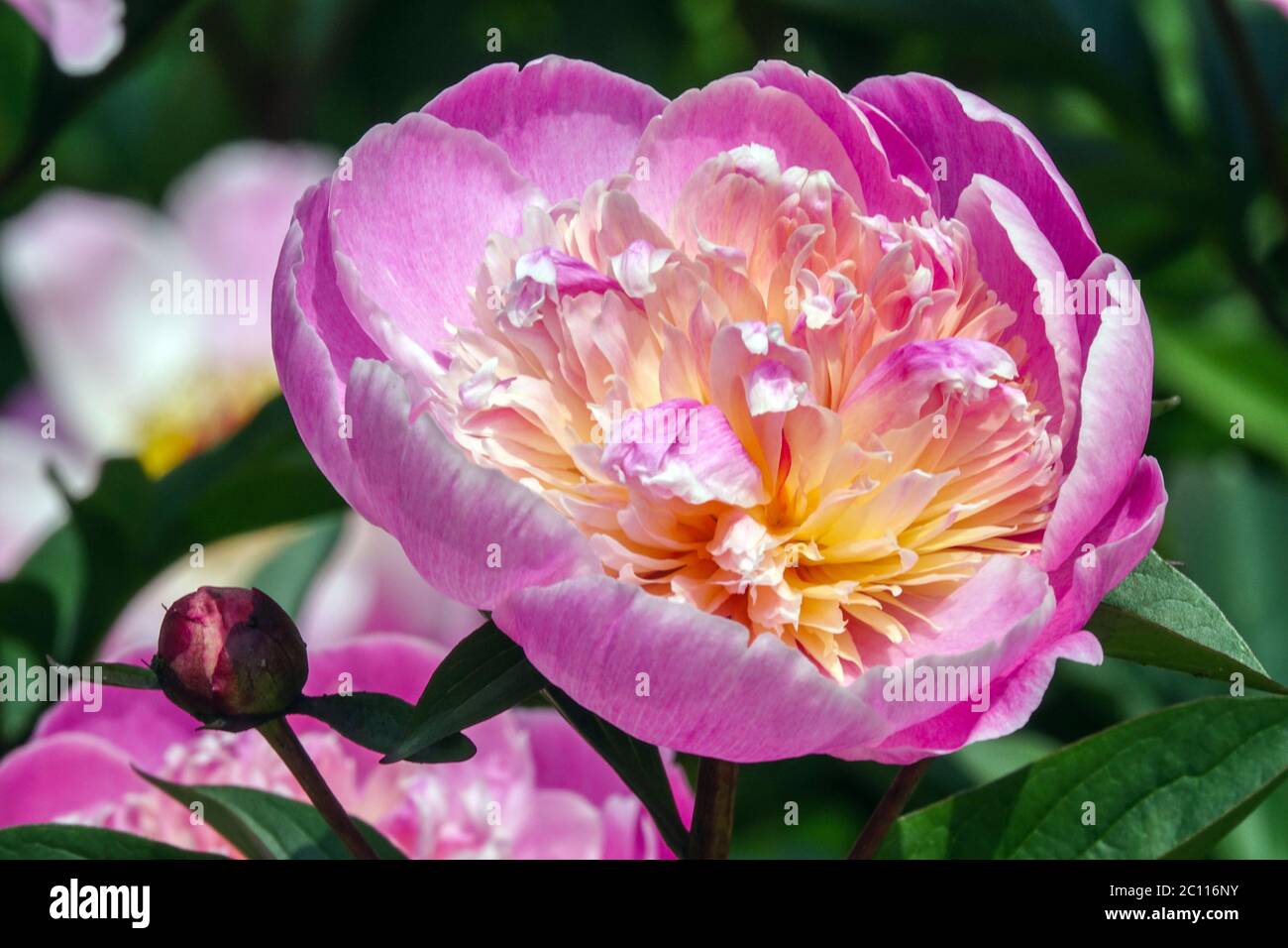 Beauty ciotola di fiore di peonia 'Coquelin' Foto Stock
